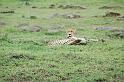 Resting Cheetah